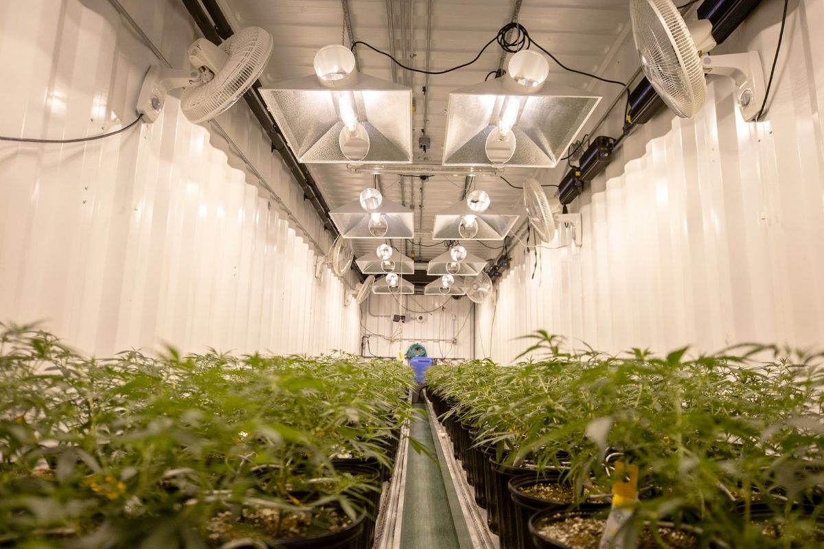 Cannabis farming with a technological edge