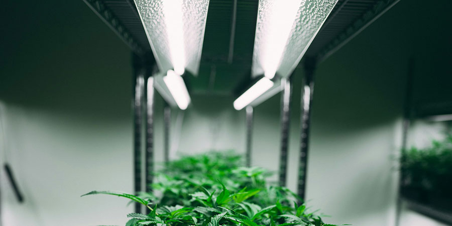 Cannabis plants and a lighting above it inside a facility